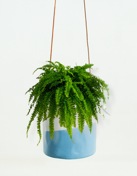 Hanging Plants