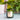 Plant Daddy Candle