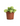 Sedum Burrito 'Donkey Tail'