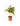Citrus Tree