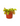 Venus Fly Trap