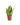 Sansevieria Futura Superba