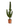 Euphorbia Erythraeae 150cm