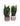Potted Cactus Plant