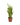 Sansevieria Laurentii - Snake Plant