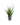 Sansevieria Kirkii - Star Sansevieria
