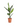 Aspidistra 'Cast Iron Plant'