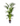 Howea Forsteriana - Kentia Palm