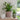 Indoor Ceramic Camellia Scalloped Edge Planter