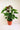 Anthurium