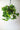 Heartleaf Philodendron