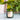 Plant Mama Candle