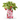Thank You Berry Much! – Strawberry Grow Kit Gift