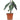 Alocasia Amazonica Polly