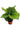 Calathea Orbifolia