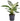 Philodendron Birkin 'White Wave'