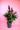 Calathea Rufibarba