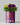 Finest Blooms - Eco Grow Your Own Flowers Gardening Kit.
