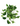 Epipremnum 'Marble Queen'