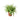 Chlorophytum Atlantic - Spider Plant