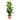 Ficus Lyrata 'Fiddle Leaf Fig'