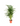 Dypsis Lutescens - Areca Palm