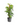 Monstera Minima