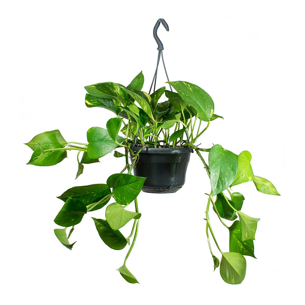 pothos plant ireland Epipremnum Aureum 'Golden Pothos' – Memento Belfast