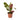Maranta Leuconeura 'Prayer Plant'