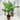 Banana Plant – Memento Belfast houseplant product photo 1