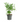 Asparagus Falcatus
