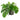 Philodendron Scandens