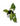 Syngonium Mottled - Mojito