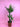 Yucca