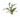 Platycerium bifurcatum 'Staghorn Fern'