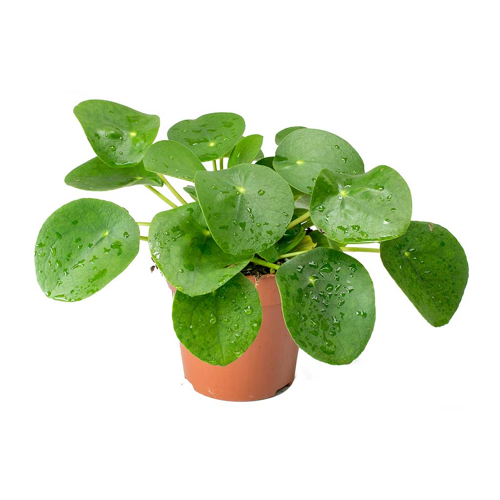 money plant ireland Pilea Peperomioides 'Chinese Money Plant' – Memento Belfast
