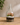 Jungle Jar Terrarium | Fri 10th Oct, 6:00pm | Memento Store