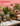 DIY Terrarium Kit