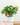 Hydrangea Planter
