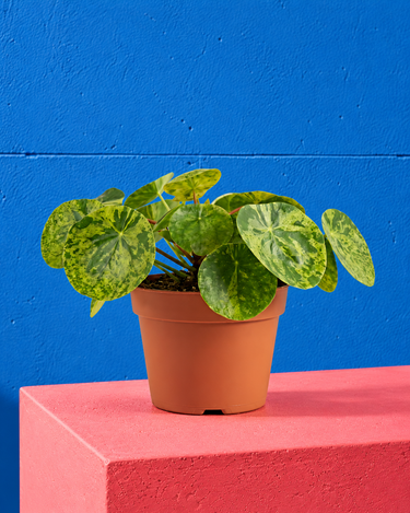 Pilea ‘Mojito’ – Memento Belfast houseplant product photo 1