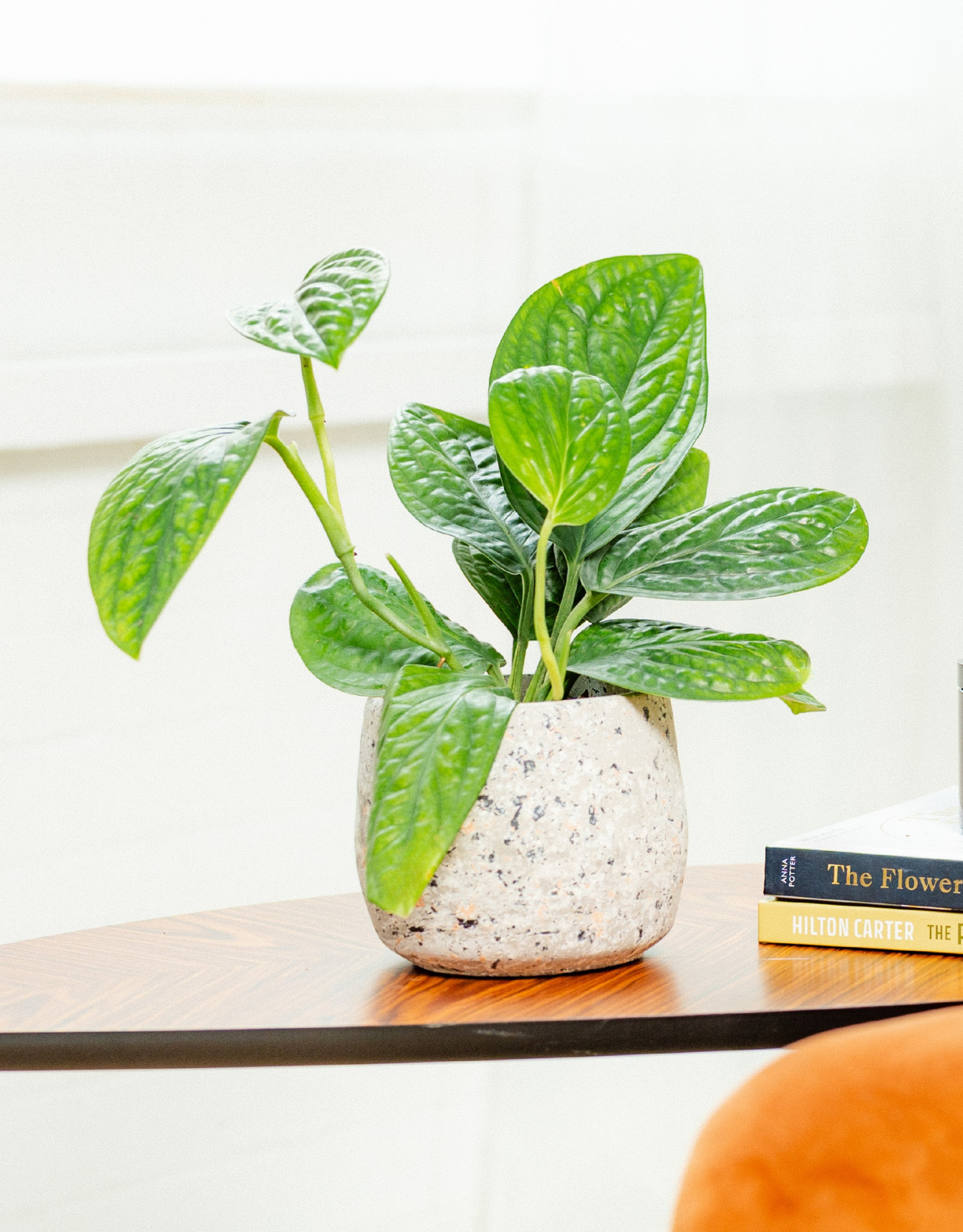 pothos marble planet Epipremnum Marble Planet – Memento Belfast