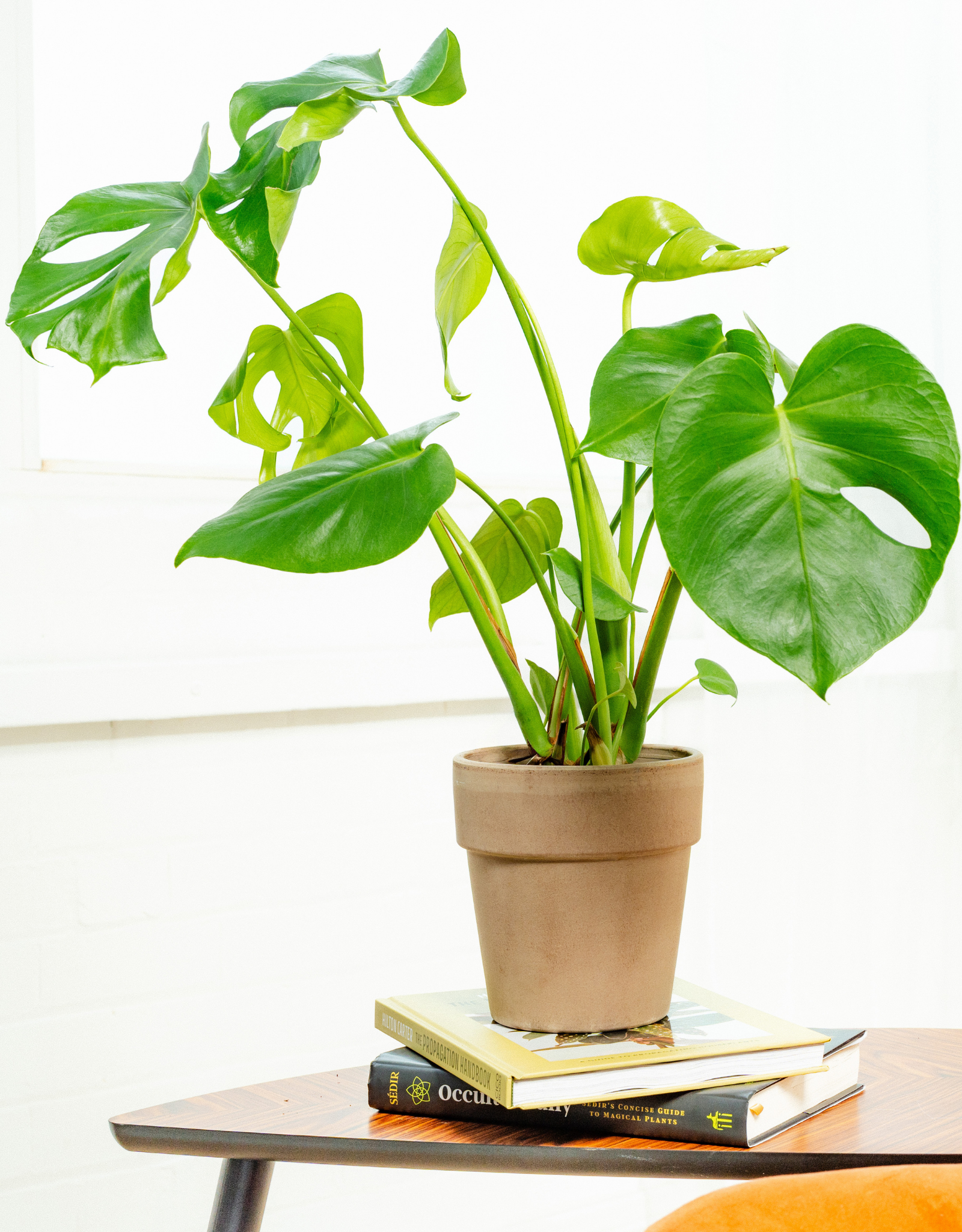 monstera plant ireland Monstera Deliciosa 'Swiss Cheese Plant' – Memento Belfast