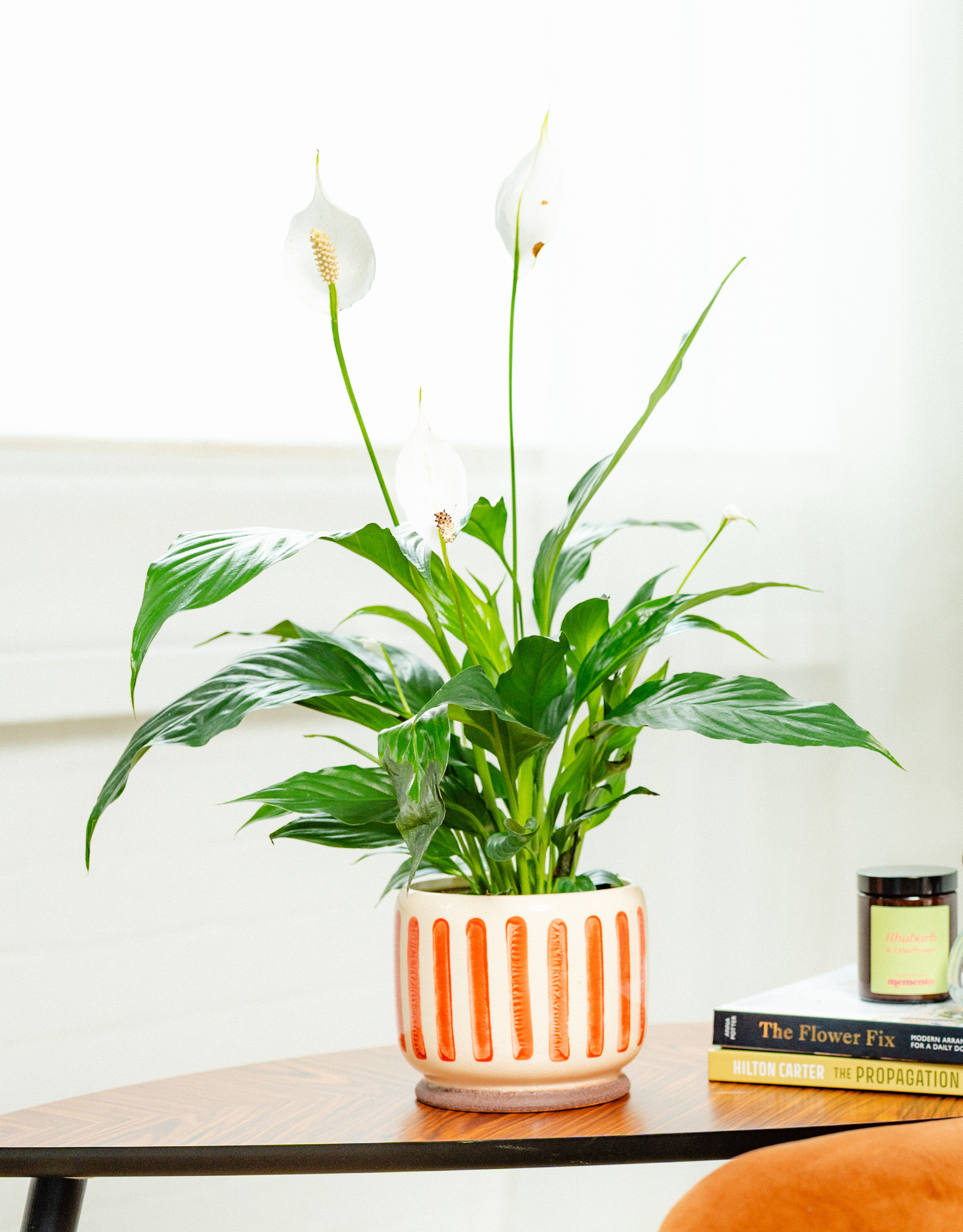 1821 peace lily Spathiphyllum 'Peace Lily' | Plant Shop Belfast