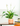 Spathiphyllum 'Peace Lily'
