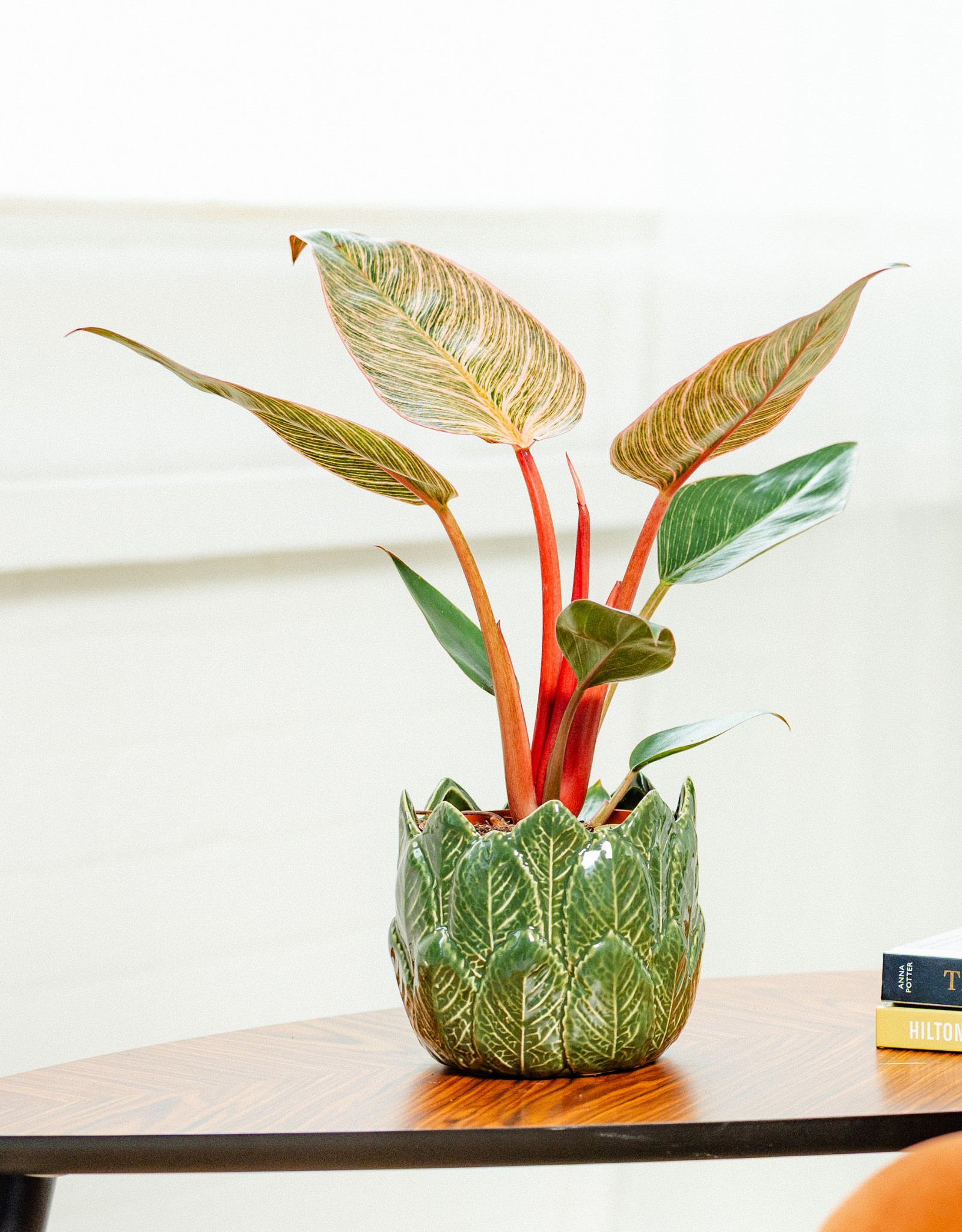pink bikini philodendron Philodendron Pink Bikini – Memento Belfast