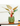 Philodendron Pink Bikini