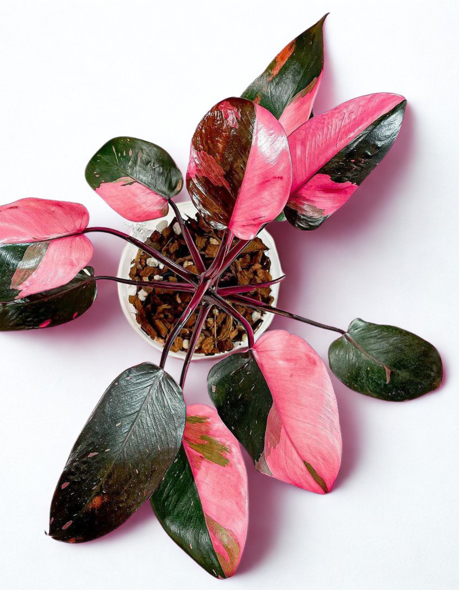 pink princess philodendron benefits Philodendron Pink Princess – Memento Belfast