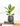 Ficus Elastica 'Robusta'