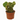 Opuntia - Bunny Ear Cactus