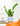ZZ Plant 'Zamioculcas Zamiifolia'